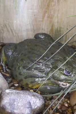 Book cover for African Bullfrog Frog (for the Love of Animals)