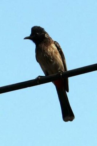 Cover of Red Vented Bulb, Birds of the World