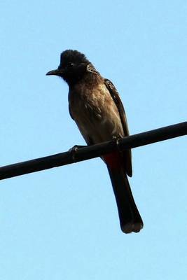 Book cover for Red Vented Bulb, Birds of the World