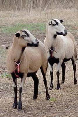 Book cover for Barbados Black Belly Sheep, for the Love of Animals