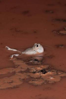 Book cover for A Spadefoot Toad in the Mud