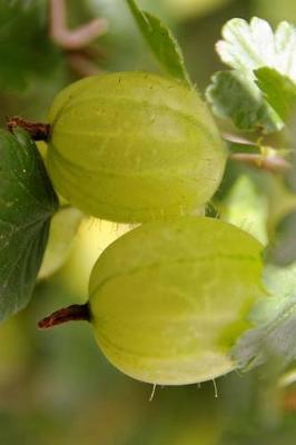 Book cover for Gooseberries in the Garden Journal