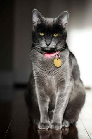 Cover of The Korat Cat Journal "Go Change My Litter Box. Now."