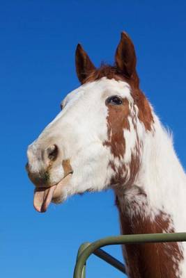 Book cover for Paint Horse Sticking Out His Tongue at You Journal