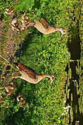 Book cover for Egyptian Geese and Goose Goslings on the Shore Journal