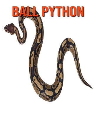 Book cover for Ball Python