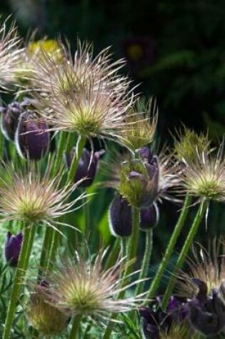 Cover of Springtime Pasque Flowers in a Meadow