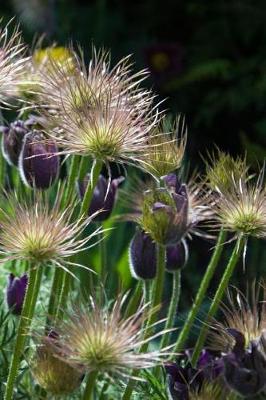 Book cover for Springtime Pasque Flowers in a Meadow