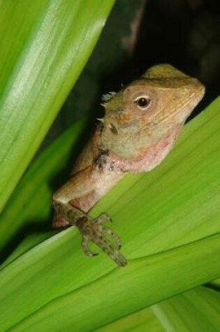 Cover of A Gecko in the Leaves on the Maldives Journal