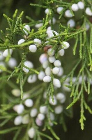 Cover of White Berries - Lined Notebook with Margins