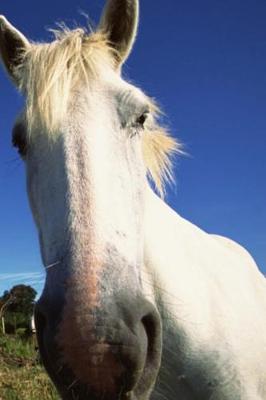 Cover of Journal Herd White Horses Equine