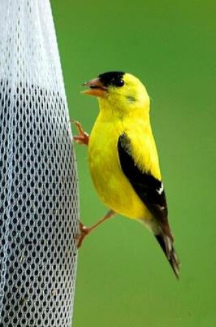 Cover of A Beautiful Golden Finch Perched on a Feader