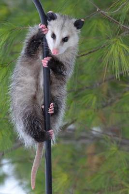 Book cover for Possum on a Pole Journal