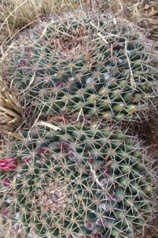 Cover of Blooming Cactus in Southwest Arizona