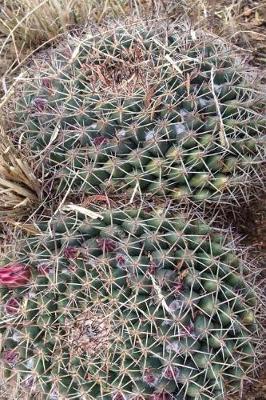 Book cover for Blooming Cactus in Southwest Arizona