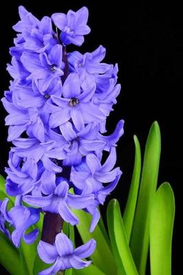 Book cover for A Single Purple Hyacinth Flower Bloom Isolated Journal