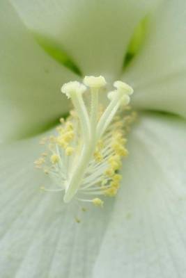 Book cover for White Hibiscus Close-Up (for the Love of Flowers)