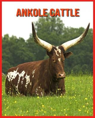 Book cover for Ankole Cattle