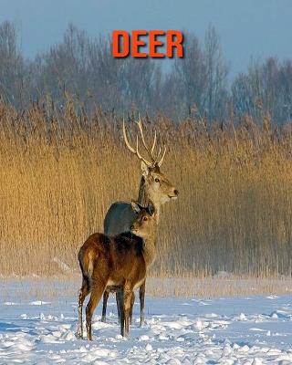 Book cover for Deer