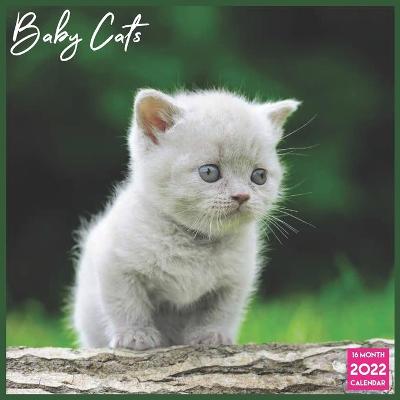 Book cover for Baby Cats Calendar 2022