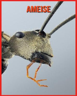 Book cover for Ameise