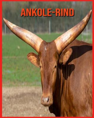 Book cover for Ankole-Rind