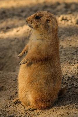 Book cover for Prairie Dog Cynomys on the Lookout