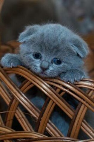 Cover of Look at the Cutest Blue Scottish Fold Kitten in a Basket Journal