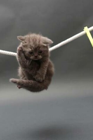 Cover of British Shorthair Kitten on a Clothesline