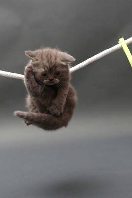 Book cover for British Shorthair Kitten on a Clothesline