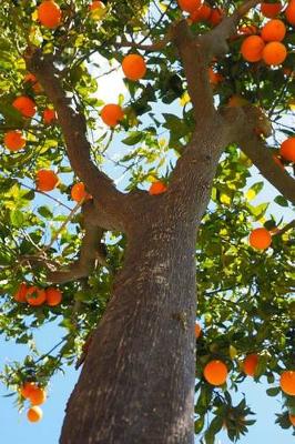 Book cover for Picking Oranges from the Tree Journal