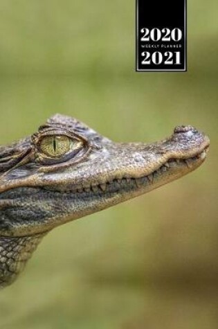 Cover of Crocodile Alligator Gharial Caiman Reptile Week Planner Weekly Organizer Calendar 2020 / 2021 - Sharp Eye