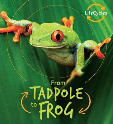 Cover of From Tadpole to Frog