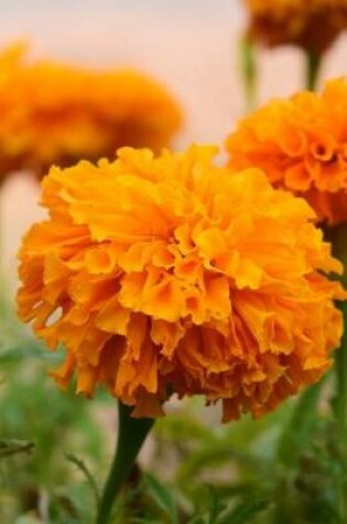 Cover of Happy Orange Marigold Flower Up Close Garden Journal