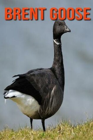 Cover of Brent Goose