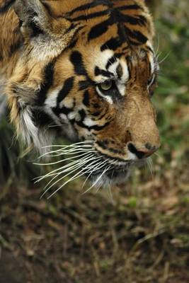 Book cover for A Tiger Stalking (for the Love of Tigers)