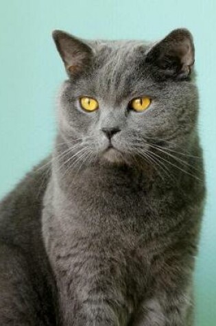 Cover of British Shorthair