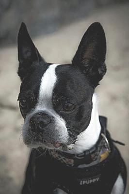 Book cover for French Bulldog Puppy Lovers Journal