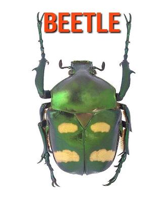 Book cover for Beetle
