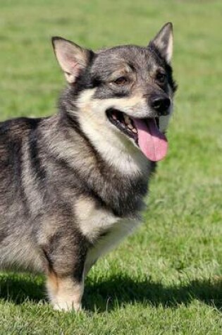 Cover of Swedish Vallhund