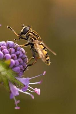 Book cover for Hoverfly Notebook