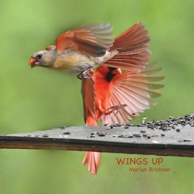 Book cover for Wings Up