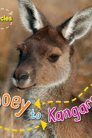 Cover of Lifecycles: Joey to Kangaroo