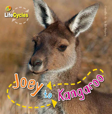 Book cover for Lifecycles: Joey to Kangaroo