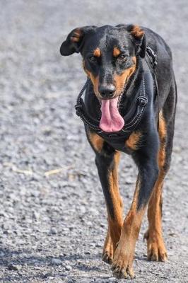 Book cover for Beauceron Dog Out for a Stroll Journal