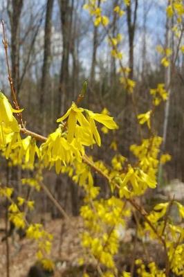 Cover of Journal Forsythia Branch Against Forest