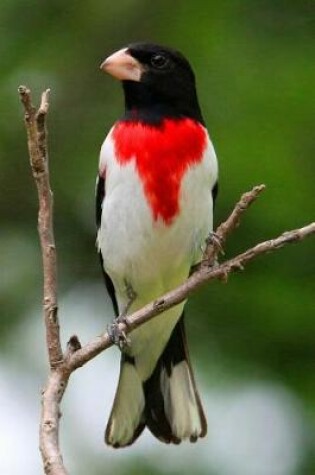 Cover of Rose-Breasted Grosbeak (Pheucticus Ludovicianus) Bird Journal