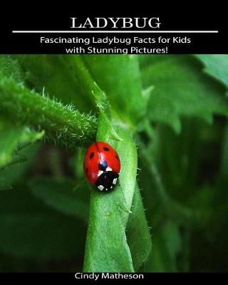 Book cover for Ladybug