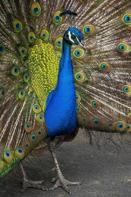 Book cover for A Peacock Strutting His Stuff Journal