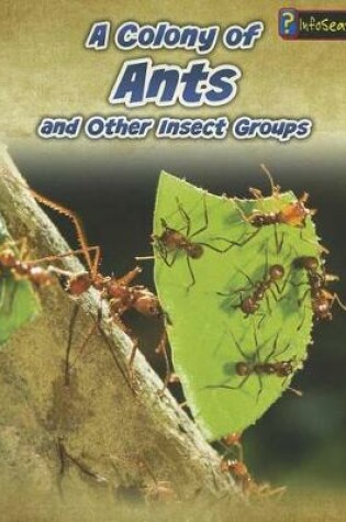 Cover of A Colony of Ants: and Other Insect Groups (Animals in Groups)